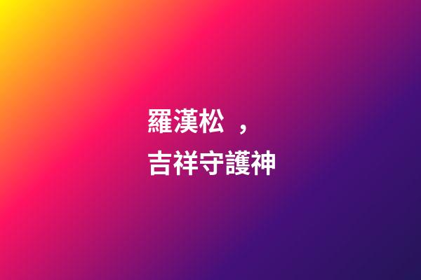 羅漢松，吉祥守護神